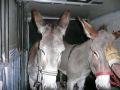 Balthazar et leonard Arrivee (8).jpg